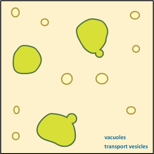 Vacuole Vacuole Facts