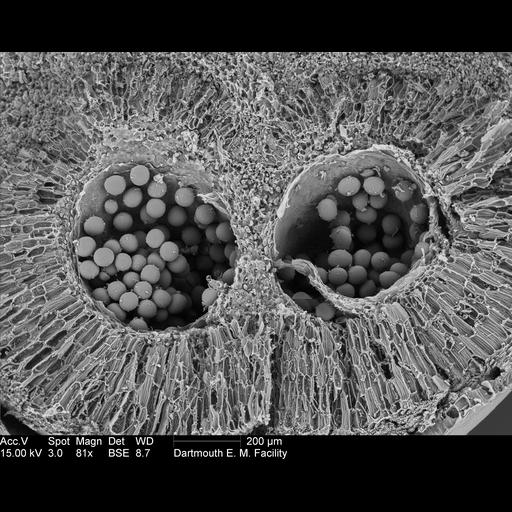 pollen surface